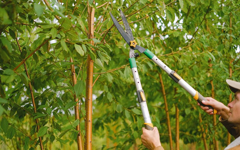 Tree trimming in Wanamingo, MN